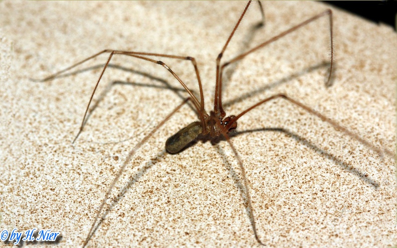 <a href='picture.php?/14803/category/5415'>Pholcus phalangioides - 1. Fund</a> Pholcus phalangioides - 1. Fund
