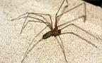 Pholcus phalangioides - 1. Fund - Gefunden in Deutschland (Hessen)In einem Gebäude in Oberselters. Pholcus phalangioides - 1. Fund