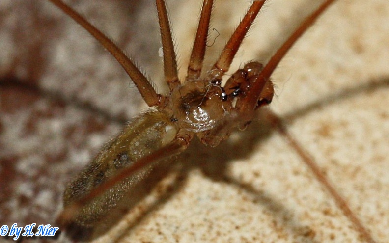 <a href='picture.php?/14804/category/5415'>Pholcus phalangioides - 1. Fund</a> Pholcus phalangioides - 1. Fund