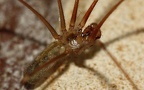 Pholcus phalangioides - 1. Fund - Gefunden in Deutschland (Hessen)In einem Gebäude in Oberselters. Pholcus phalangioides - 1. Fund