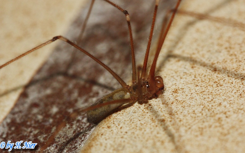 <a href='picture.php?/14805/category/5415'>Pholcus phalangioides - 1. Fund</a> Pholcus phalangioides - 1. Fund