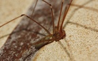 Pholcus phalangioides - 1. Fund - Gefunden in Deutschland (Hessen)In einem Gebäude in Oberselters. Pholcus phalangioides - 1. Fund