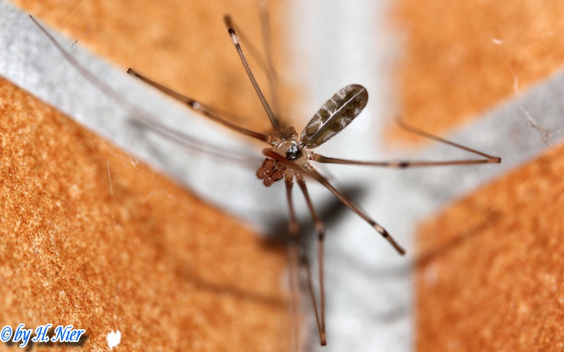 <a href='picture.php?/14806/category/5415'>Pholcus phalangioides - 2. Fund</a> Pholcus phalangioides - 2. Fund