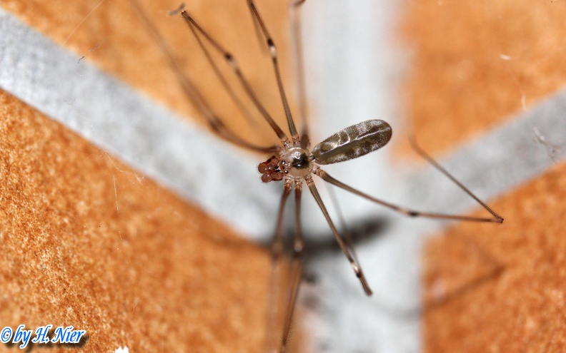 <a href='picture.php?/14807/category/5415'>Pholcus phalangioides - 2. Fund</a> Pholcus phalangioides - 2. Fund