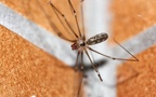 Pholcus phalangioides - 2. Fund - Gefunden in Deutschland (Hessen)An einem Gebäude in Oberselters. Pholcus phalangioides - 2. Fund