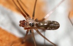 Pholcus phalangioides - 2. Fund - Gefunden in Deutschland (Hessen)An einem Gebäude in Oberselters. Pholcus phalangioides - 2. Fund