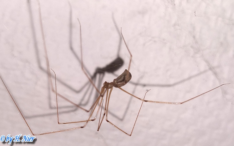 Pholcus phalangioides -  3. Fund