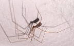 Pholcus phalangioides - 3. Fund - Gefunden in Deutschland (Schleswig-Holstein)In einem Gebäude in Treia. Pholcus phalangioides - 3. Fund