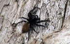 Familie Salticidae (Blackwall, 1842)