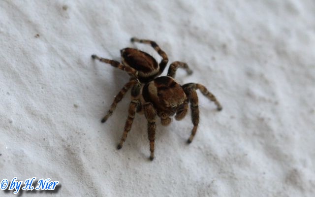 Evarcha falcata -  1. Fund (Männchen)