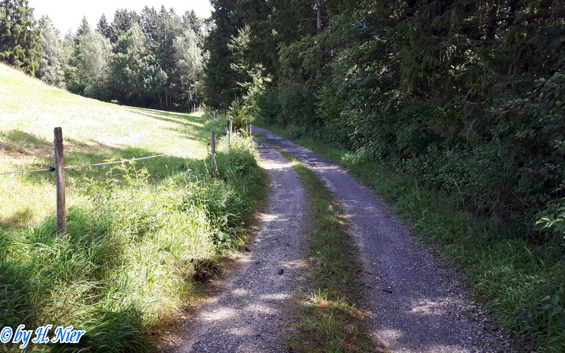 Evarcha falcata -  2. Fund (Männchen) (Fundortfoto)