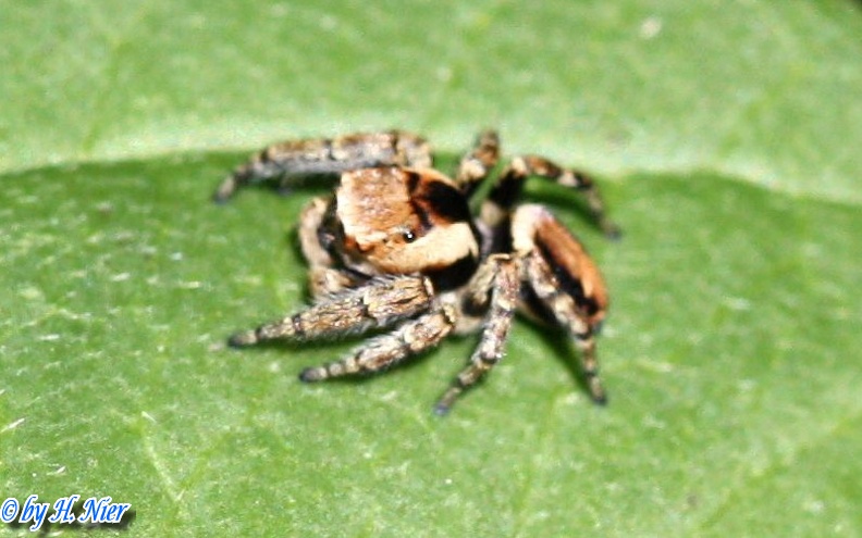 Evarcha falcata -  2. Fund (Männchen)