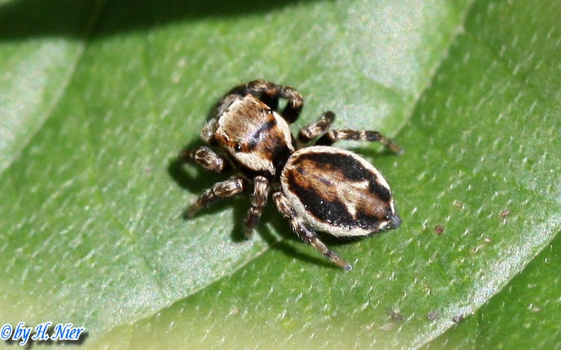 Evarcha falcata -  2. Fund (Männchen)