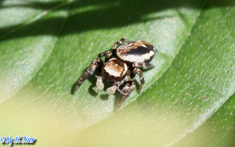 Evarcha falcata -  2. Fund (Männchen)