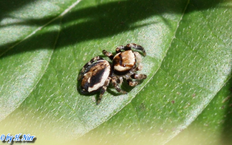 Evarcha falcata -  2. Fund (Männchen)