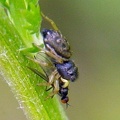 Heliophanus cupreus -  2. Fund (Weibchen)