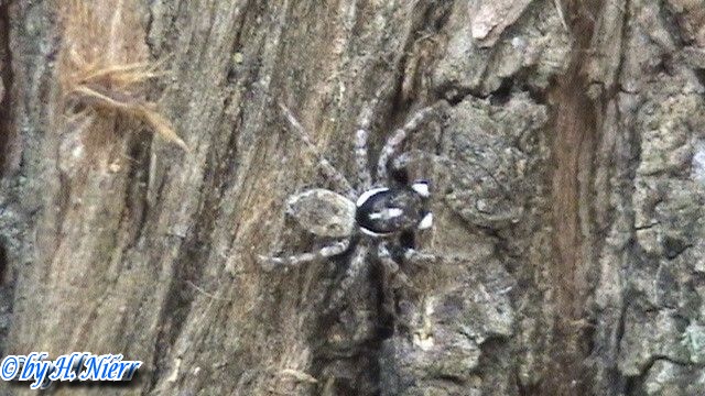 Menemerus semilimbatus -  1. Fund (Männchen)