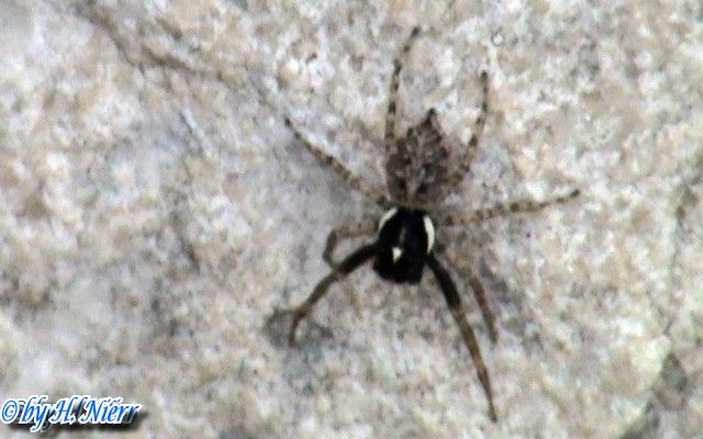 Menemerus semilimbatus -  2. Fund (Männchen)