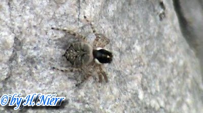 Menemerus semilimbatus -  2. Fund (Weibchen)