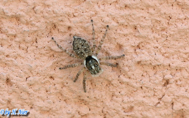 Menemerus semilimbatus -  3. Fund (Weibchen)