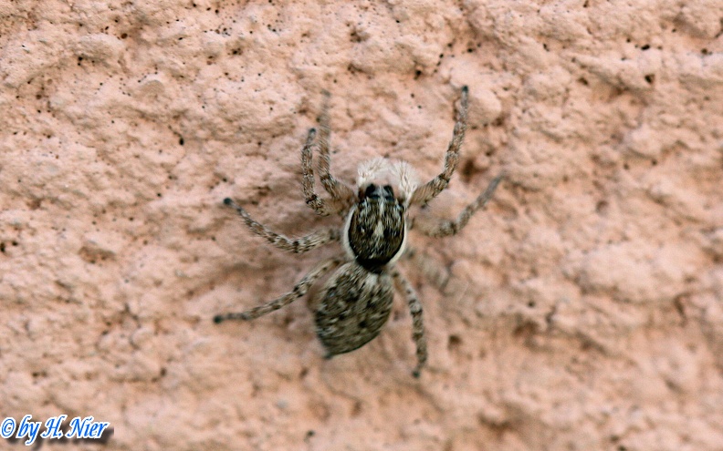 Menemerus semilimbatus -  3. Fund (Weibchen)