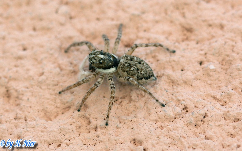 Menemerus semilimbatus -  3. Fund (Weibchen)