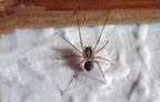 Familie Scytodidae (Blackwall, 1864)