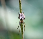 Familie Tetragnathidae (Menge, 1866)