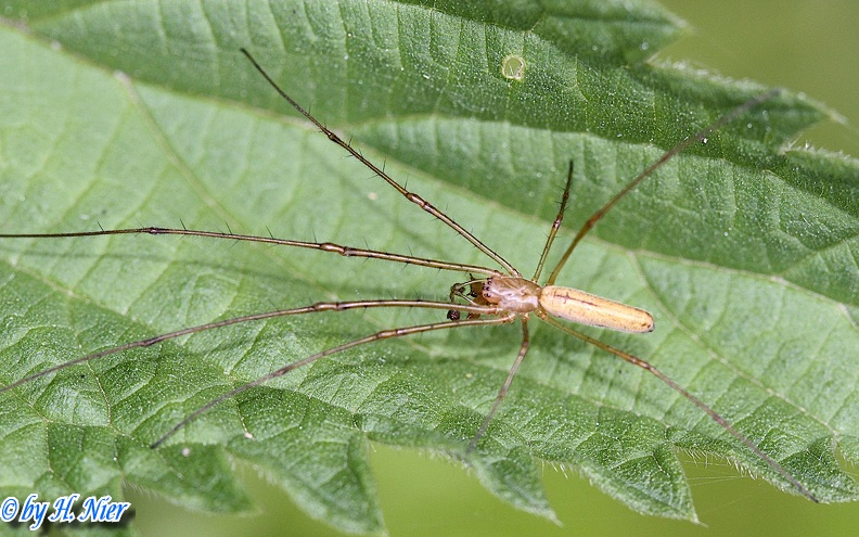 Tetragnatha extensa -  1. Fund