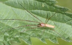 Tetragnatha extensa -  1. Fund