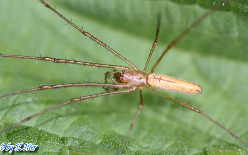Tetragnatha extensa -  1. Fund