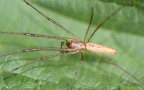 Tetragnatha extensa -  1. Fund