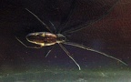 Familie Tetragnathidae (Menge, 1866)