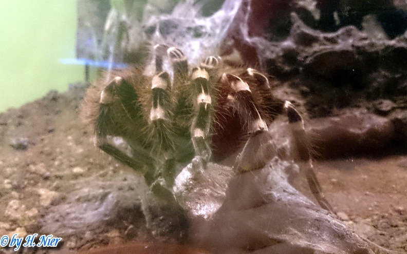 Acanthoscurria geniculata -  1. Fund