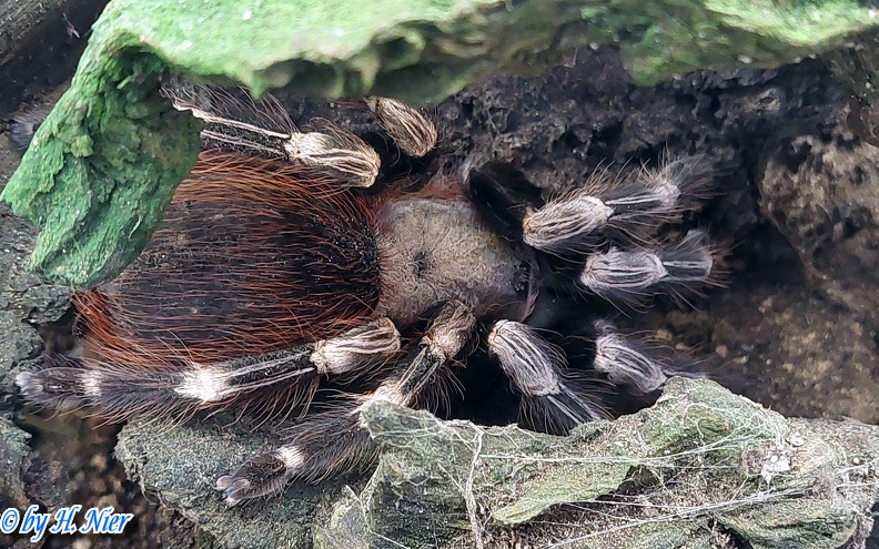 Acanthoscurria geniculata -  2. Fund