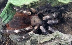 Acanthoscurria geniculata -  2. Fund