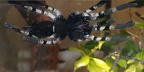 Poecilotheria regalis (Pocock, 1899)