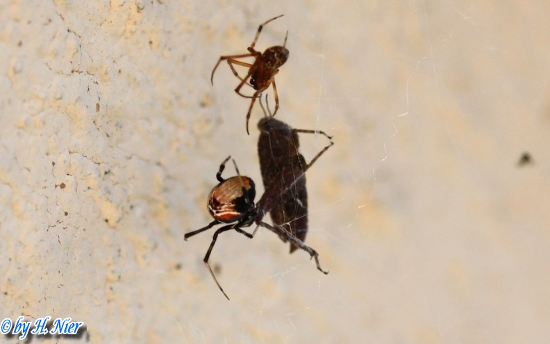 Parasteatoda lunata -  1. Fund