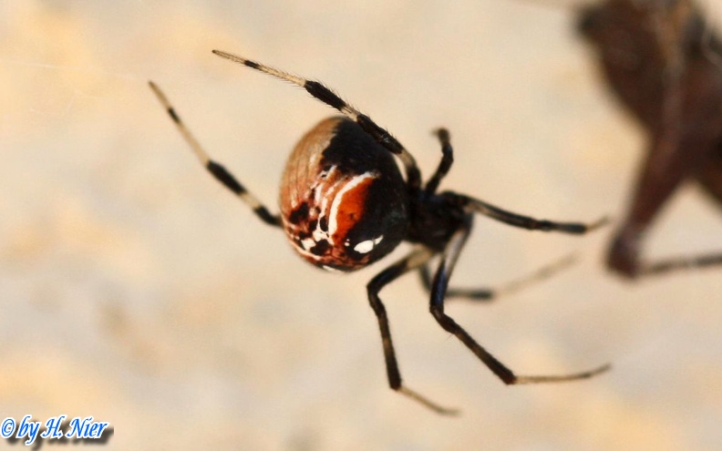 Parasteatoda lunata -  1. Fund