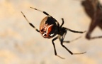Parasteatoda lunata -  1. Fund
