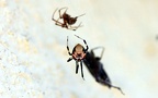 Parasteatoda lunata -  1. Fund