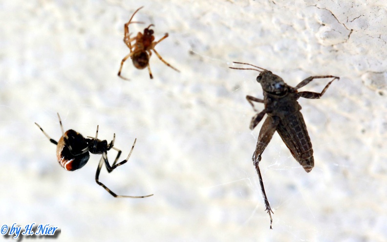 Parasteatoda lunata -  1. Fund