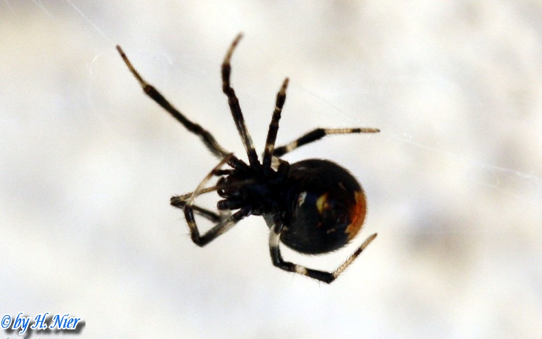 Parasteatoda lunata -  1. Fund