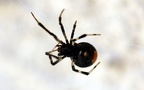 Parasteatoda lunata -  1. Fund
