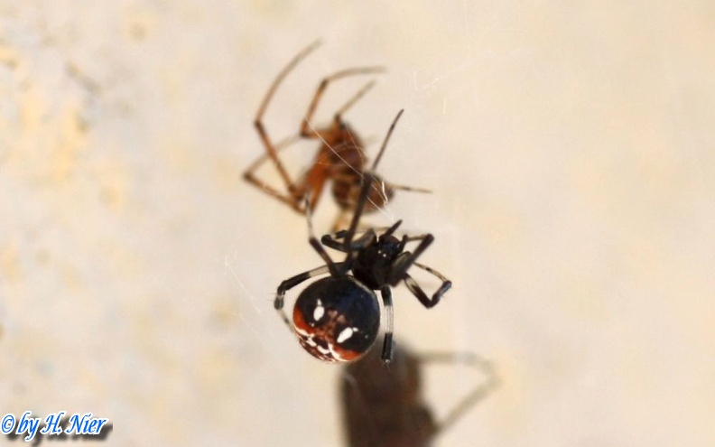 Parasteatoda lunata -  1. Fund