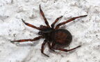 Steatoda bipunctata -  1. Fund