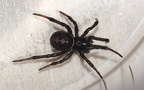 Familie Theridiidae (Sundevall, 1833)