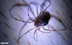 Steatoda triangulosa -  1. Fund