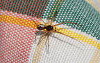 Steatoda triangulosa -  2. Fund (Männchen)