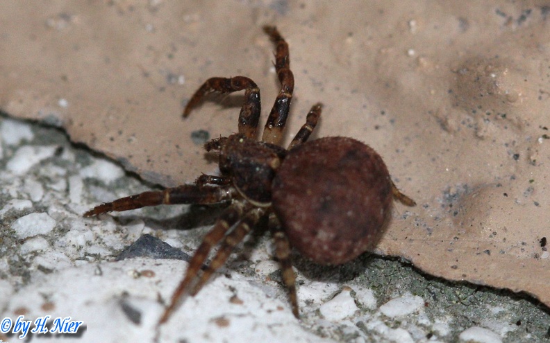 <a href='picture.php?/14440/category/5255'>Ozyptila praticola - 1. Fund</a> Ozyptila praticola - 1. Fund